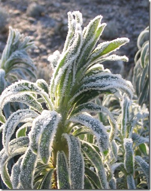 helada2011