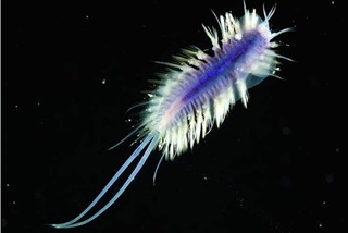 deep sea scale worm