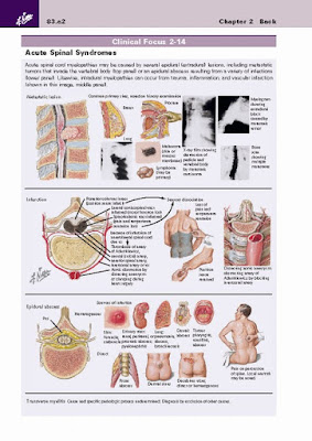 Netter's Clinical Anatomy 4th Edition