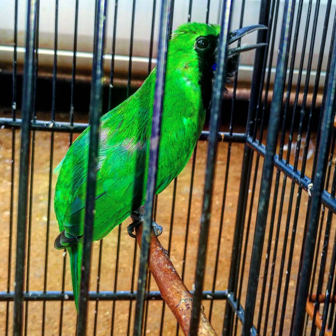 38 Burung Warna Hijau Ekor Panjang Terbaru Pojok Burung