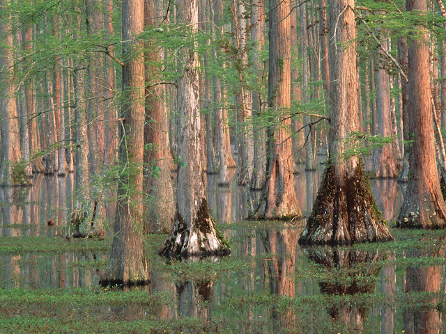 Cypress Trees South Carolina PC wallpaper