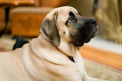 English_mastiff