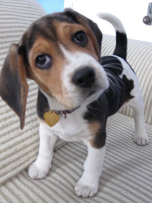 baby beagles copy