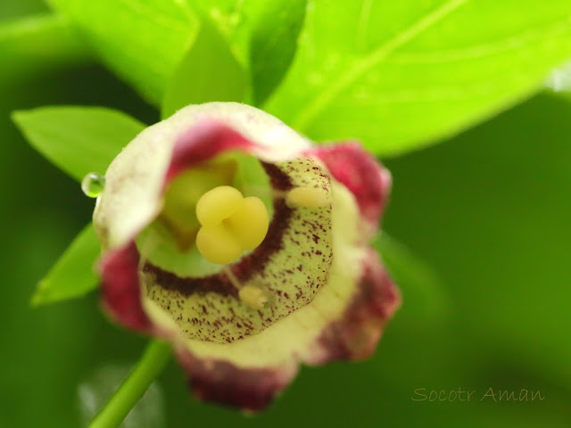 Codonopsis ussuriensis