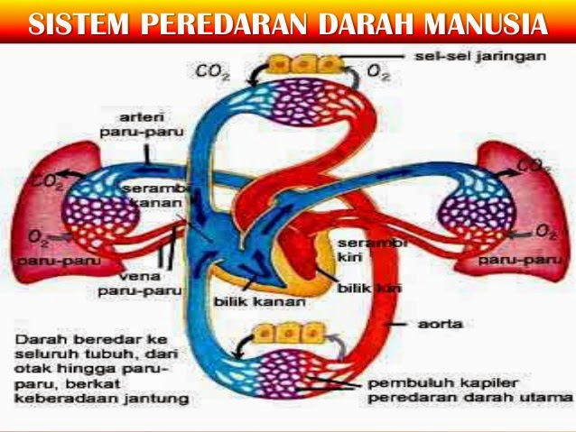 Penjelasan Sistem Peredaran Darah Manusia Secara Lengkap  Mozz4rt.com