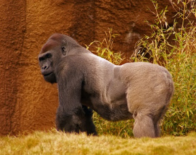 The death of silverback gorilla Harimbe is tragic, but it could have been tragic for the boy and his family. Unfortunately, some people have a bad perspective and consider human life far less important than animals.