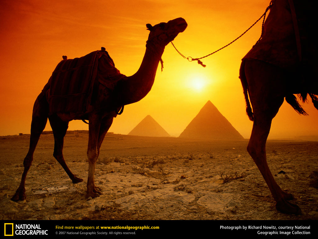 Wallpaper Collections: camel background