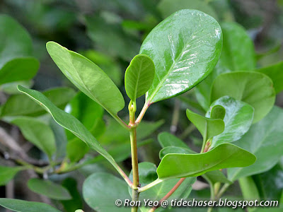 Chengam (Scyphiphora hydrophyllacea)