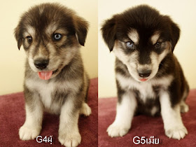 Golden Retriever and Husky Mix Puppies