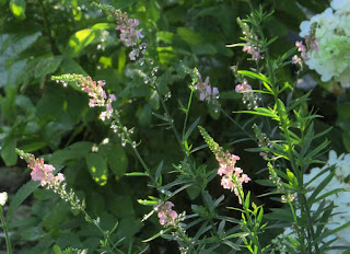 Linaria purpurea 'Canon Went'