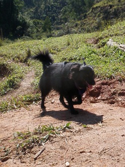 Patas na Trilha 30 (149)