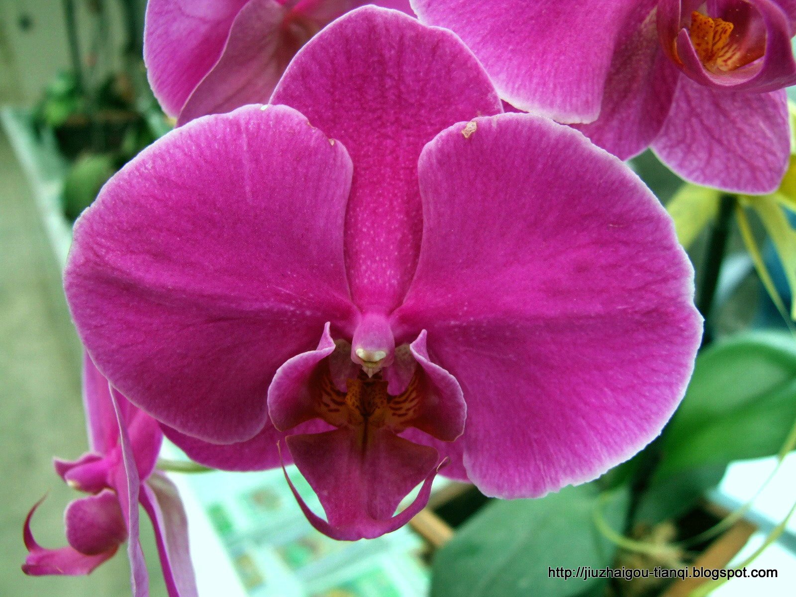 兰花 花:lanhua-09020511541424
