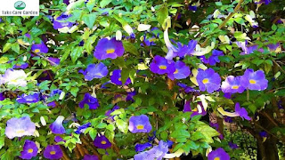 Growing Thunbergia erecta: Tips for a Healthy and Vibrant Plant