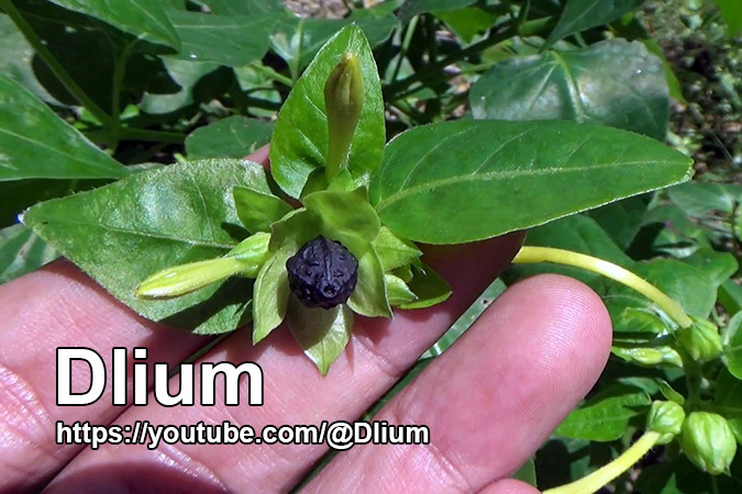 Dlium Marvel of Peru (Mirabilis jalapa)