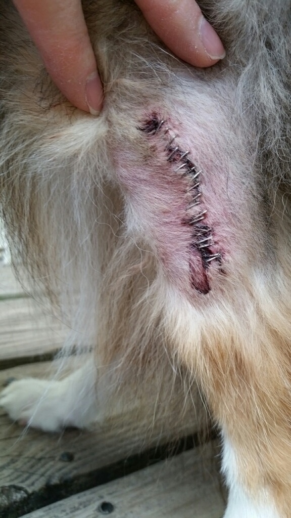 Mast Cell Tumor Dog Removal Cost - Goldenacresdogs.com