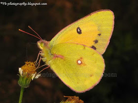 Clouded Yellow Butterfly Picture