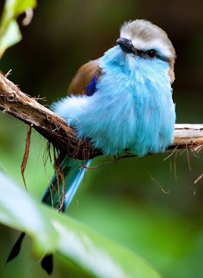 Foto-foto burung yang indah