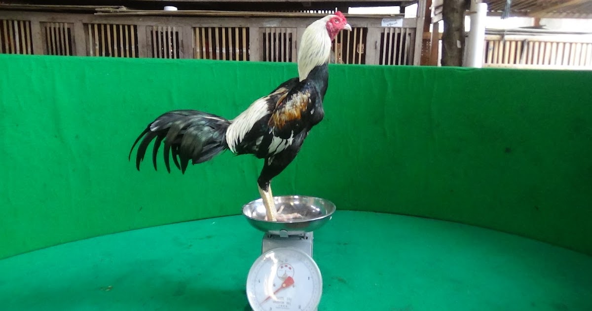 Tradngon Ayam Ganoy X Trad Tradngon Si Jendral 11 Pukulan Mati Bervidio Sold Out Noelle Daily Blogs