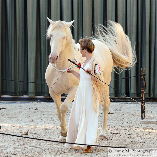 dressage à pieds en liberté cheval équitation