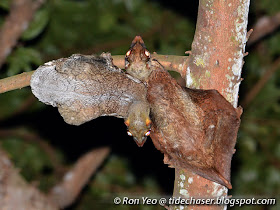 Malayan Colugo (Galeopterus variegatus)