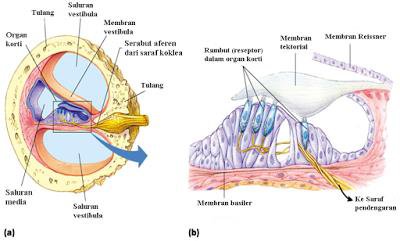 Gangguan dan Penyakit Pada Organ Telinga