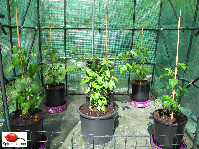 Chilli Plants in the Greenhouse - 26th May 2021