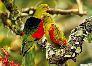 Beautiful parrot Latest Unique HD Wallpapers