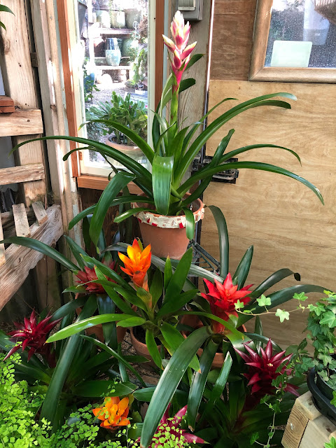 bromeliads blooming