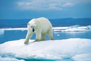 polar bear cute wild animal wallpaper