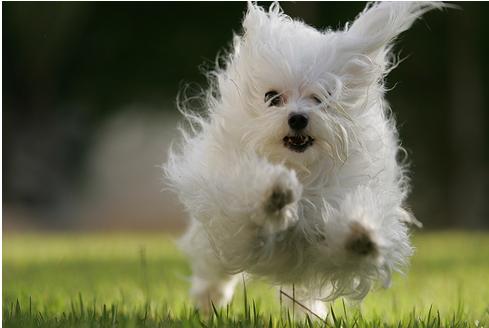 How to Care Maltese Dog