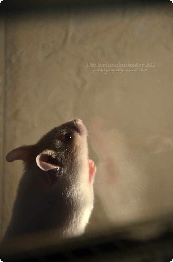 eMMa Albino Goldhamster 8w (4)