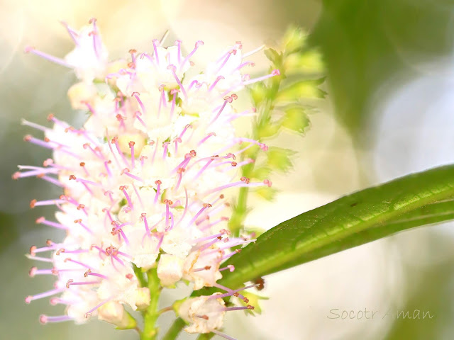 Keiskea japonica