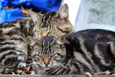 tabby cat friends