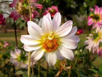 White Dahlia Flowers Picture