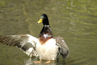 Duck Wallpaper in Water