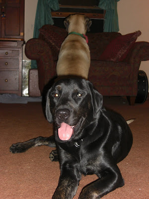 Picture of Rudy laying down - and Liberty is sitting behind him (staring at the window)