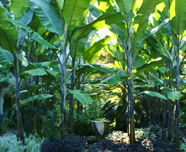 A grove of mature How to grow Musa balbisiana 'Atia Black' bananas