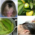 GUAVA LEAVES CAN EFFECTIVELY STOP YOUR HAIR LOSS AND MAKE IT GROW LIKE CRAZY