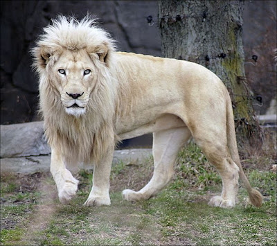 Lion facts and information