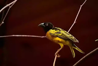 Village weaver bird