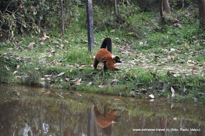 lemur rsu plimbandu-se pe mal de apa si imaginea se reflecta in oglinda apei