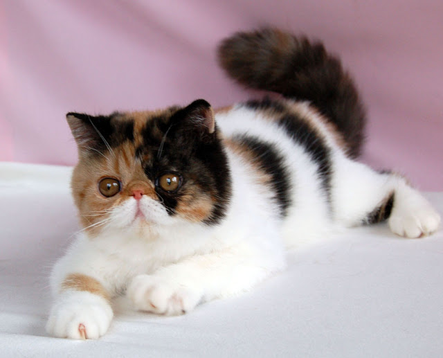 Fabulous white black and orange Exotic Shorthair cat kitten pic