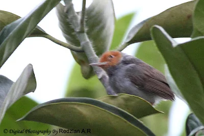 Ashy Tailorbird