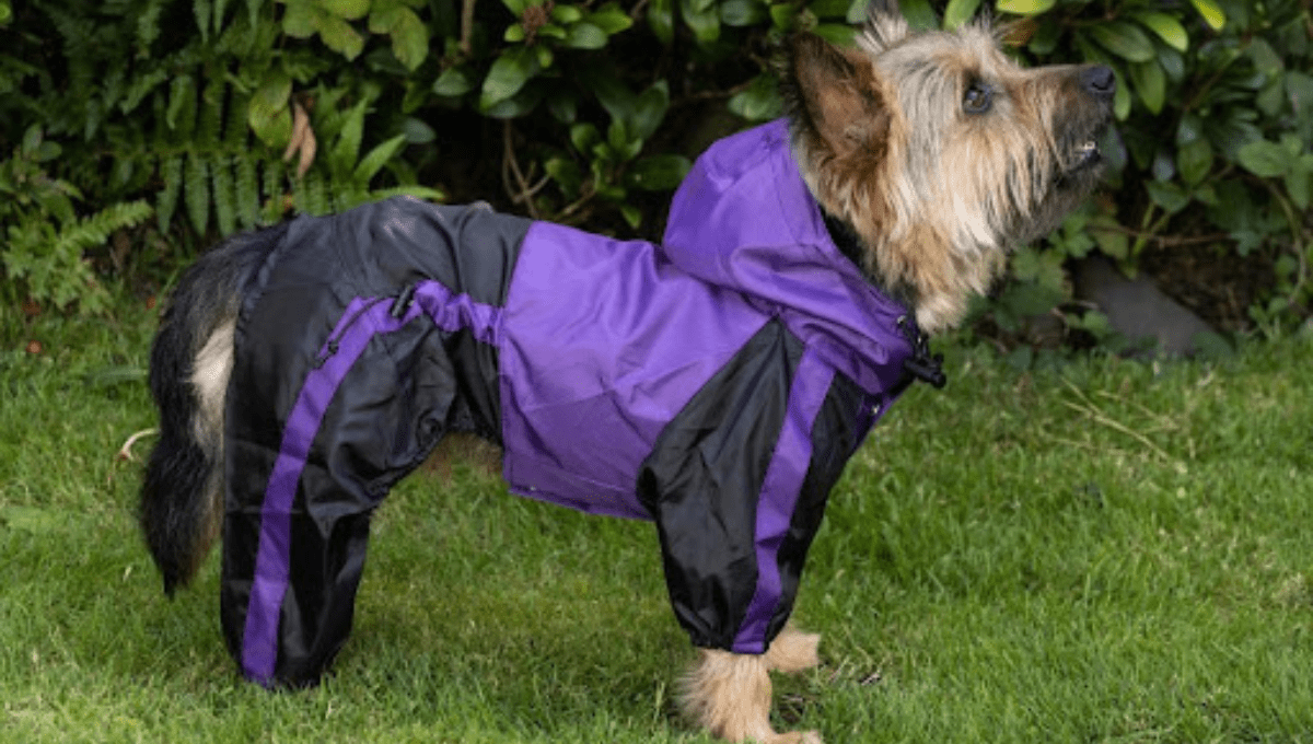 Are Waterproof Coats Good for Dogs?