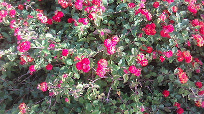 lantana camara