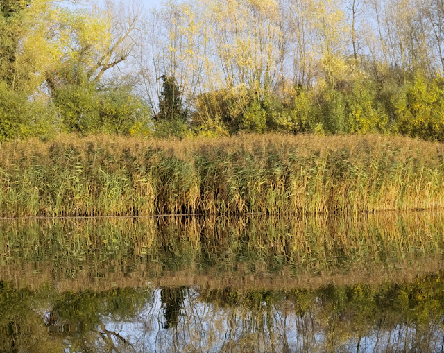 Reed bed turning brown backed by trees with yellow foliage