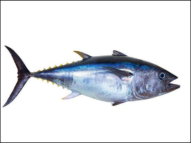 Gambar Ikan Tuna Terbesar dan Termahal Hasil tangkap Indonesia