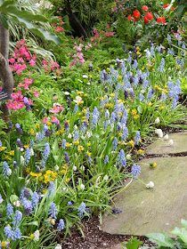 Pseudomuscari azureum Grape Hyacinths at the Allan Gardens Conservatory 2018 Spring Flower Show by garden muses-not another Toronto gardening blog