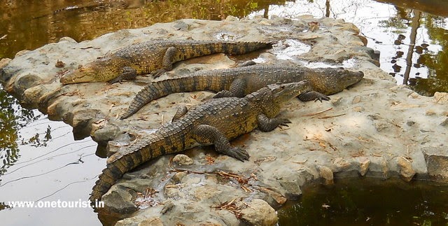 Zoo in mysore , timing , photos 