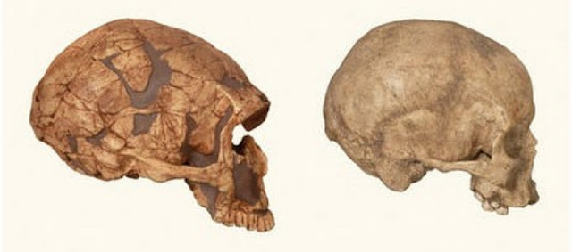 Вид сбоку черепа неандертальца